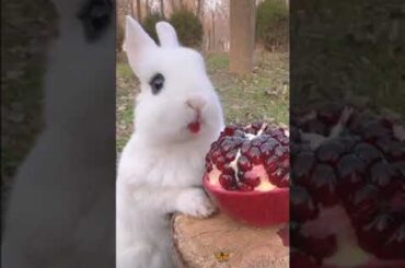 Bunny, cute rabbit #viralvideo #shorts #reels #viralshorts #rabbit #pets #animals #shortvideo #funny