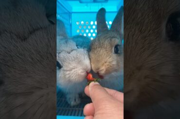 Two bunnies eat up this strawberry until it’s all gone #cute #rabbit #bunny #pets #cuteanimals