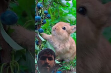 #rabbit #petrabbit #cute #rabbitfood #animals #rabbiteating #bunny #houserabbit #pets #trending