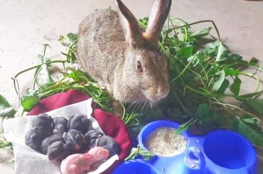 Cute mother rabbits and baby rabbit
