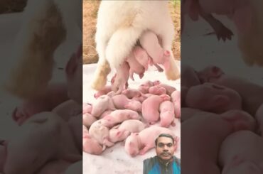 Rabbit Growth - Baby Animals 1 to 16 Days