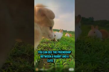 Puppies and baby rabbit #cute #animals #animalcute #fyp