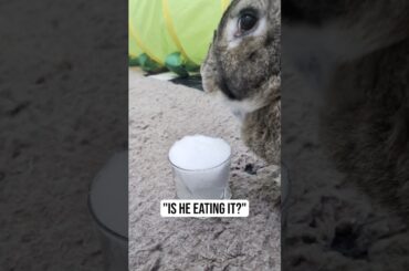 Flemish Giant Rabbit Gets ANGRY With The SNOW
