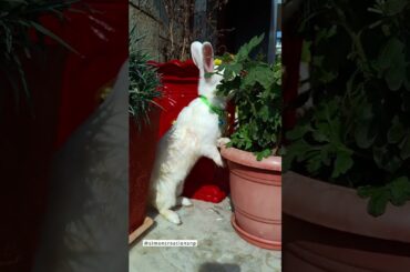 Cute bunny eating #cute #bunnies #calming