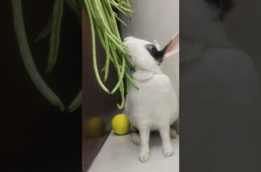 Bunny Tales| #rabbiteating #cute #bunny #pets #animals