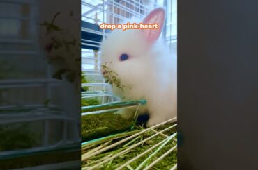 Pink Heart or No Heart? I've Got Feelings! #funnyvideo #cute bunny # babybunny #cute #funny bunny
