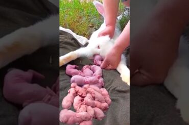 Rabbit growing Time - Super cute | Baby rabbit 1 to 20 days #pets