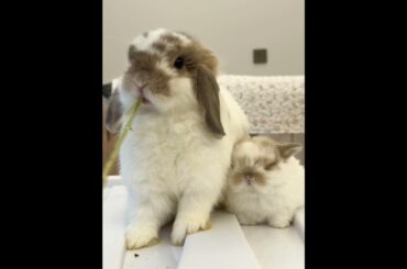 Mom Bunny and Baby Bunny's Heartwarming Day #cuteanimals #rabbit #cuterabbit #shorts