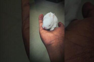 BABY RABBIT PLAYING