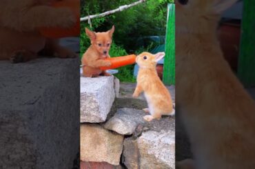 Cute rabbits eating.                              #cute#rabbit#cuteanimals #cuterabbit #rabbiteating