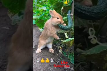 Bunny, cute rabbit #viralvideo #shorts #cute #viralshorts #rabbit #pets #animals #shortvideo #funny