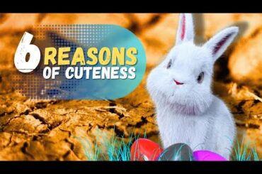 6 REASONS Why Bunnies Are Really Cute | Cute Bunny | Rabbit Pet