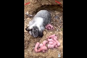New born baby is so cute #rabbit #shortvideo #shorts