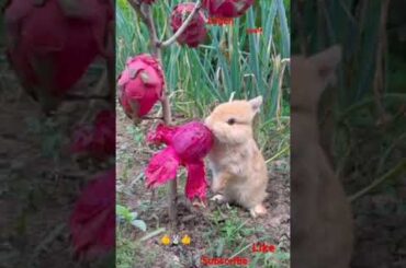 Bunny, cute rabbit #viralvideo #shorts #cute #viralshorts #rabbit #pets #animals #shortvideo #funny