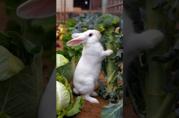 Baby bunny eating broccoli - Cute rabbit #bunny #rabbit #shorts #youtubeshorts #cuteanimal