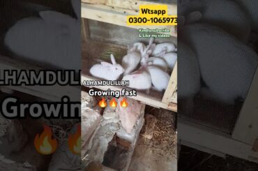 How to earn money from rabbits #rabbit #viral #shorts #usa