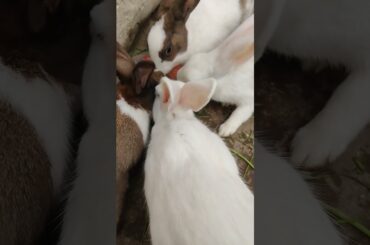 Cute rabbit #viralvideo #shortvideo #animals