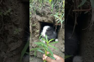 Cute Rabbit eating #rabbits #bunnys #shortsfeed #shorts