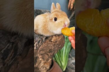 Cute Bunny delights juicy orange #shorts #bunny #rabbit