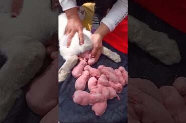 So cute rabbit - Watch Rabbit Growth 1 To 19 Days #pets #cute