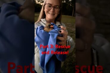 Part 3: Rescuing and releasing a baby Red Bird “Cardinal”.