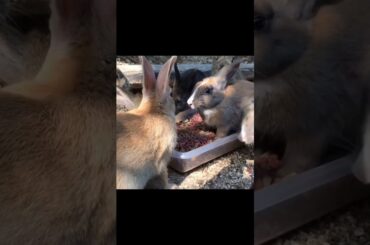 Super cute and adorable rabbit | Cute bunny