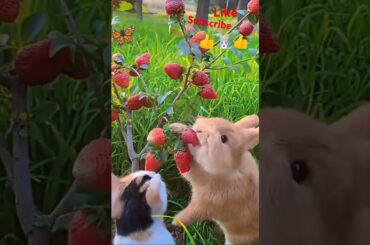 Cute Bunny with cat, #rabbit #viralvideo #cute #pets #animals #funny #shorts #cat