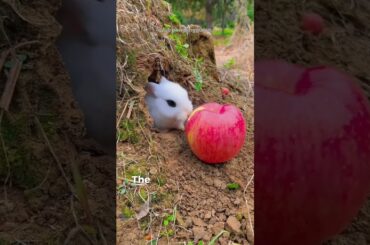 cute bunny#shorts#youtubeshorts#viralshorts#whitebunny#cute#bunny#animals