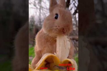 Bunny, cute rabbit #viralvideo #shorts #cute #viralshorts #rabbit #pets #animals #shortvideo #funny