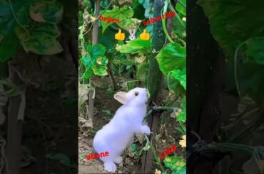 Bunny, cute rabbit #viralvideo #shorts #cute #viralshorts #rabbit #pets #animals #shortvideo #funny