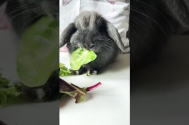 Cute Rabbit ASMR #shorts #cute #asmr #bunny #pets #khargosh