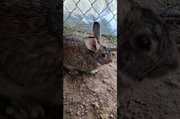 Cute bunny video #cuteanimal #bunny #rabit #cutepet #cute