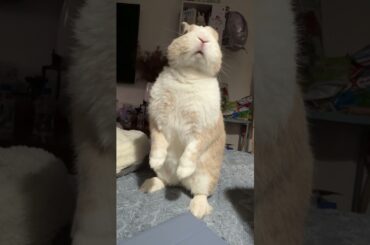 Rabbit | BUNNY| Funniest Pets | Home of Pets #shorts #cute