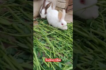 Cute rabbit #viralvideo #shortvideo #animals
