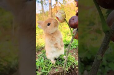 #rabbit #cute #bunny #animals #pets #funny #naturalphotography #catvideos #naturephotographylovers