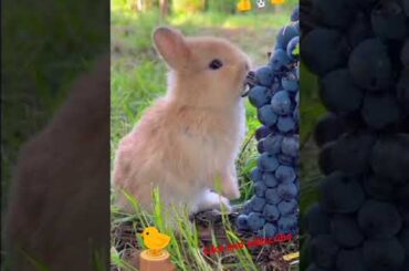 Bunny with duck #viralvideo #shorts #cute #viralshorts #rabbit #pets #animals #shortvideo #funny