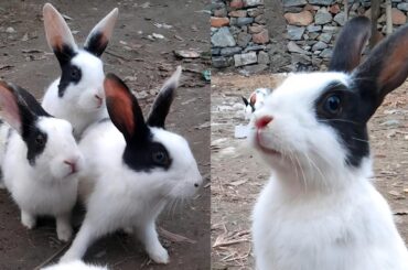 Cute Rabbits and Baby Chicks | Cute Bunnies | Rabbit Sound