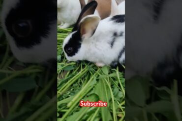 Cute rabbit #viralvideo #shortvideo #animals