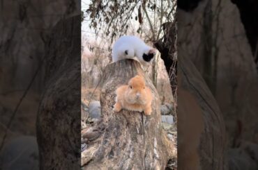 The little bunny sitting on the tree looks fat #cute #bunny #shorts