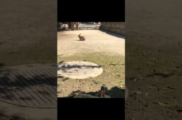 Super cute and adorable rabbit | Cute bunny