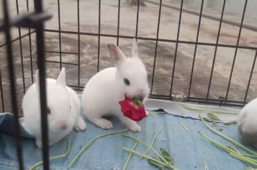 cute rabbit videos