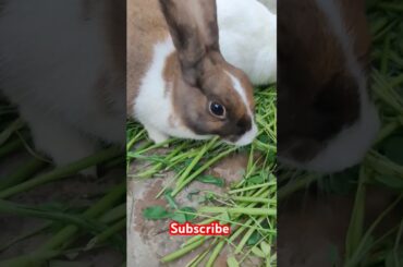Cute rabbit #viralvideo #shortvideo #animals