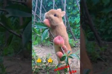 Bunny, cute rabbit #viralvideo #shorts #cute #viralshorts #rabbit #pets #animals #shortvideo #funny