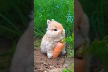 Cute Rabbit baby Shorts | Cute Movement! #shorts #rabbit #rabbitshorts #viralanimls #viralshort