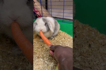 #cutebunny #houserabbit #rabbit #shorts #animals #petrabbit