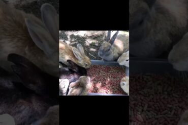 Super cute and adorable rabbit | Cute bunny