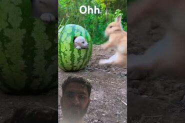 #rabbit #petrabbit #cute #bunny #animals #pets #trending #goat #chicks #babyanimals #shorts