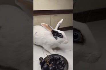 Bunny Tales | #cutepet #rabbit #cutebunny #cuteanimal