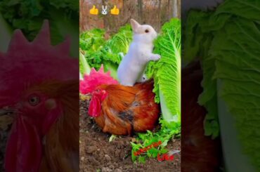 Bunny, cute rabbit, rooster #shorts #rabbit #cute #pets #animals #funny #shortvideo #short #rooster