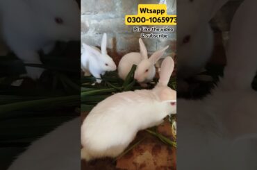 Cute rabbits eating cute baby bunny funny animal videos#short #viral